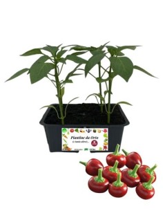 Peperone piccante tondo pack da 4 piantine