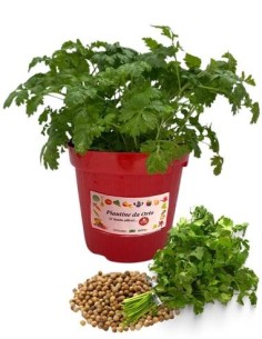 Coriandolo vaso diametro 14