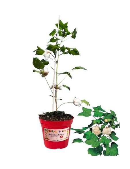 Cotone vaso diametro 14