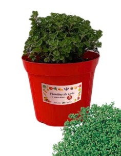 Crescione vaso diametro 14