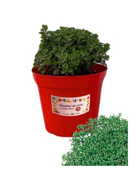 Crescione vaso diametro 14