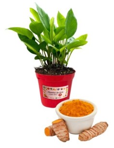 Curcuma vaso diametro 14