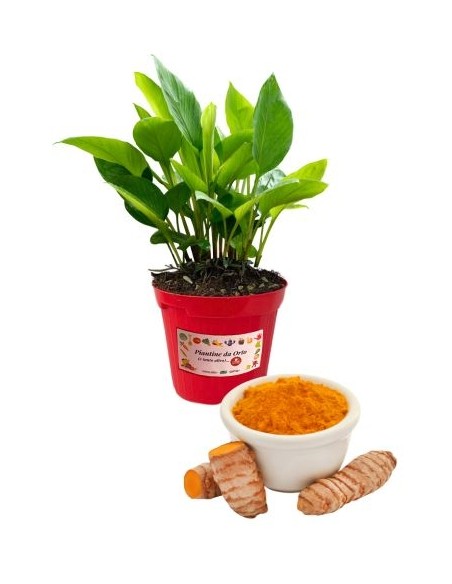 Curcuma vaso diametro 14