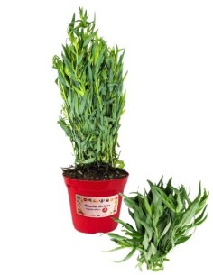 Dragoncello vaso diametro 14