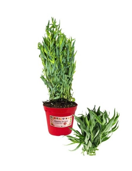 Dragoncello vaso diametro 14