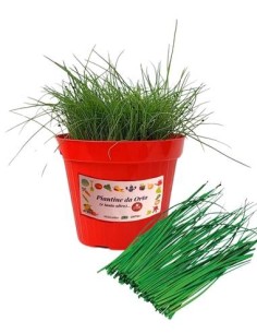 Erba aglina vaso diametro 14