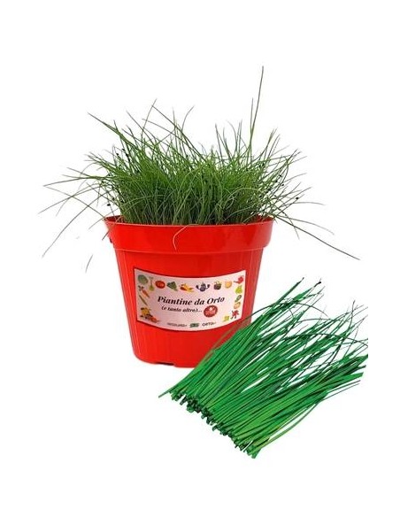 Erba aglina vaso diametro 14