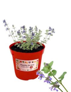 Erba Pepe vaso diametro 14