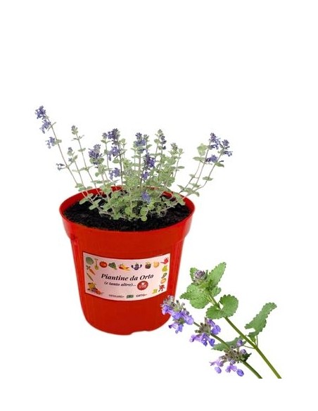 Erba Pepe vaso diametro 14