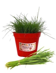 Erba cipollina vaso diametro 14
