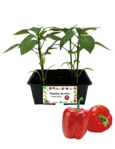 Peperone rosso pack da 4 piante
