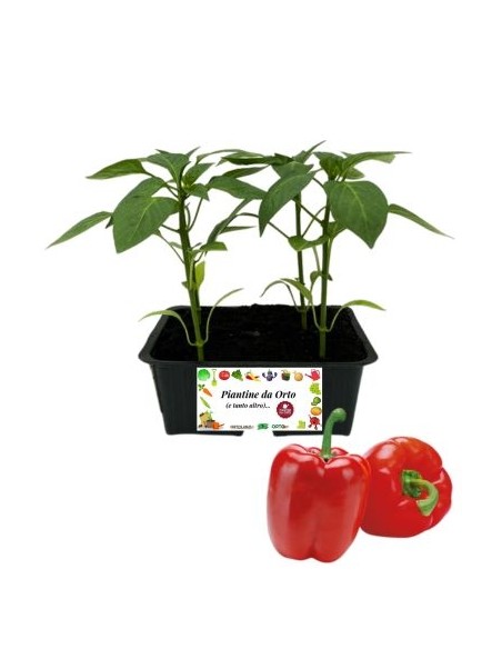 Peperone rosso pack da 4 piante