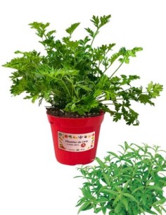 Erba luigia - Limoncina vaso diametro 14