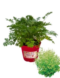 Erba madre vaso diametro 14