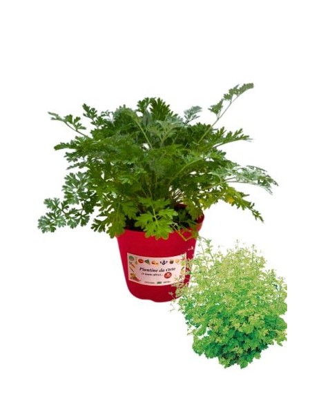 Erba madre vaso diametro 14