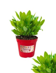 Erba San Pietro vaso diametro 14