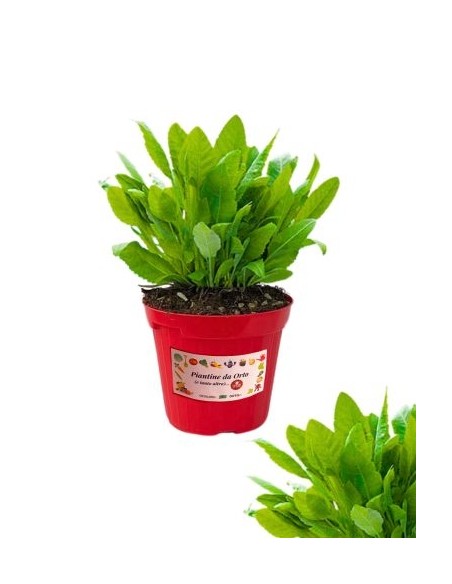 Erba San Pietro vaso diametro 14