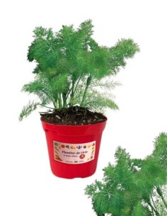 Finocchio selvatico vaso diametro 14