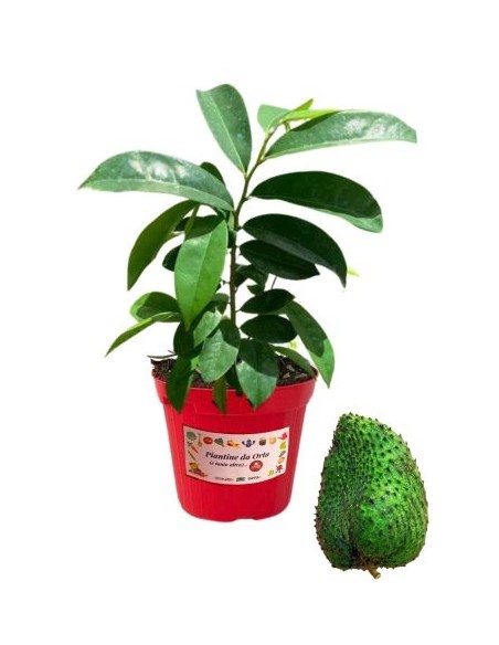 Guanabana Vaso 14