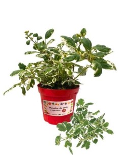 Incenso vaso diametro 14