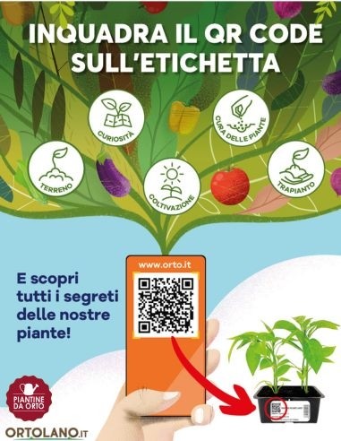 Peperone rosso pack da 4 piante