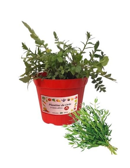 Issopo vaso diametro 14