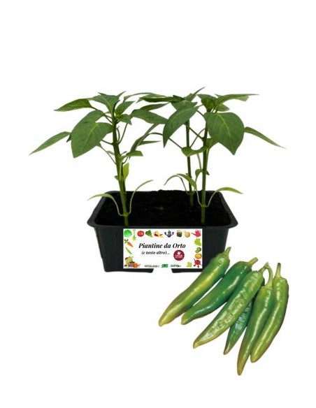 Peperone friggitello pack da 4 piantine