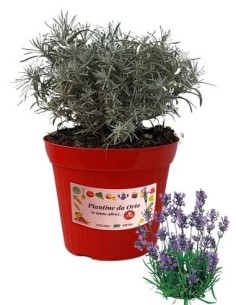 Lavanda vaso diametro 14