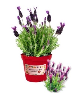 Lavanda stoechas vaso diametro 14