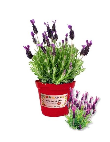 Lavanda stoechas vaso diametro 14