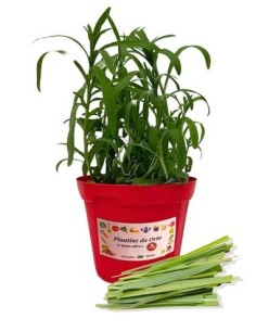 Lemon Grass - Citronella