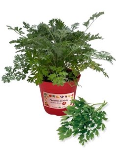 Levistico vaso diametro 14