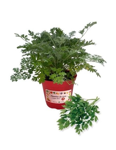 Levistico vaso diametro 14