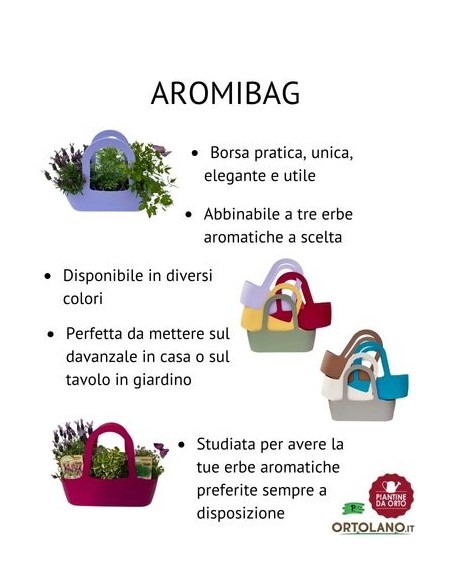 Levistico vaso diametro 14