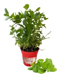Zucchero azteco (lippia dulcis) vaso diametro 14