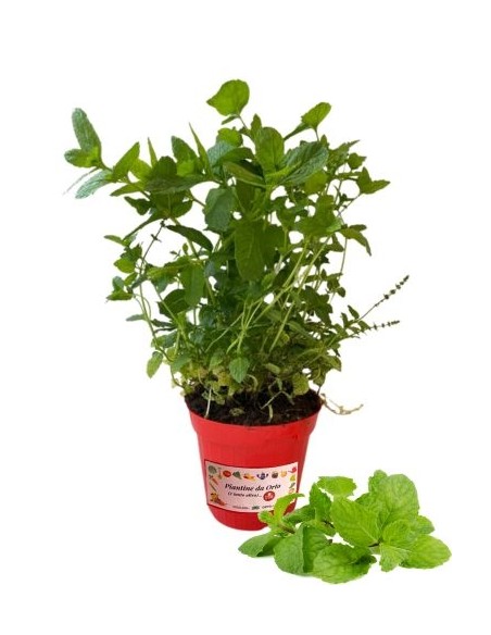 Zucchero azteco (lippia dulcis) vaso diametro 14