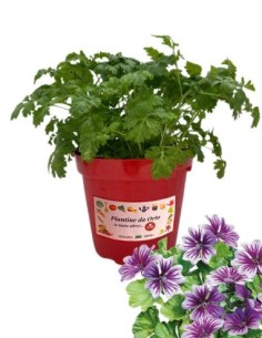 Malva vaso diametro 14