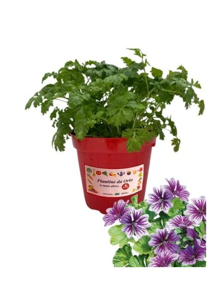 Malva vaso diametro 14