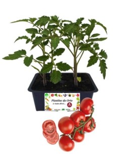 Pomodoro cencara pack da 4 piante