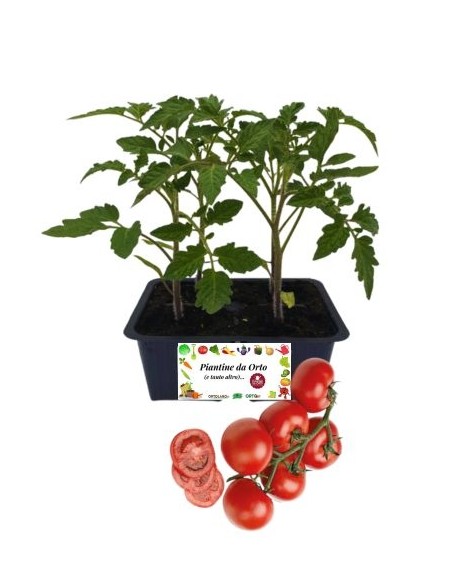 Pomodoro cencara pack da 4 piante