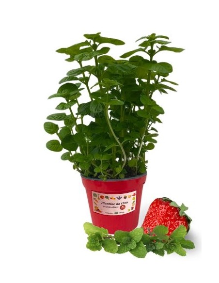 Menta fragola vaso diametro 14