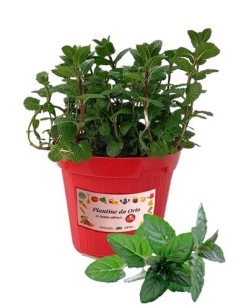 Menta glaciale vaso diametro 14