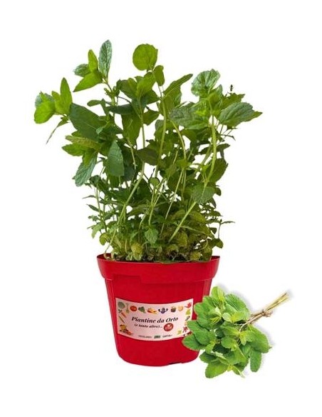 Menta piperita vaso diametro 14