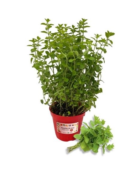 Menta spicata vaso diametro 14
