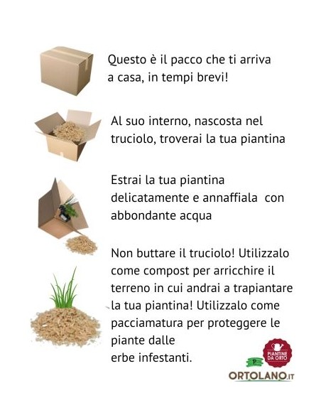 Pomodoro cencara pack da 4 piante