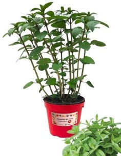 Menta valdostana vaso diametro 14