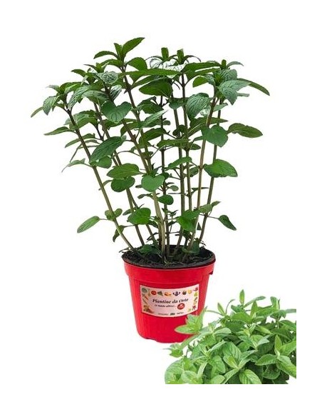 Menta valdostana vaso diametro 14