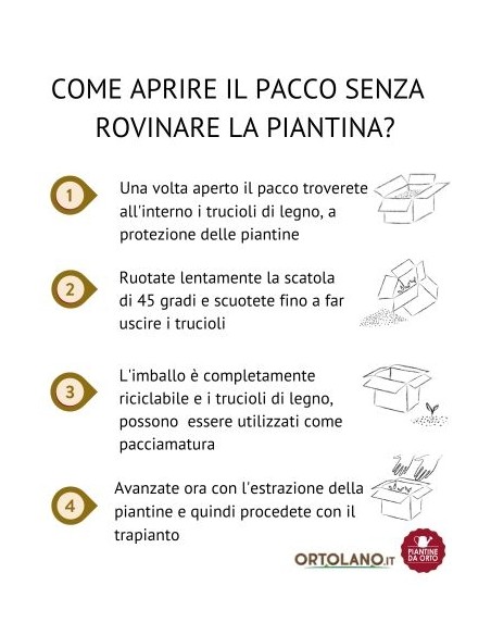 Pomodoro cencara pack da 4 piante