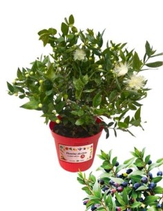 Mirto vaso diametro 14