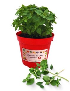 Origano vaso diametro 14